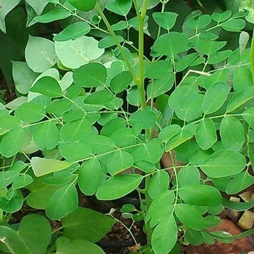Moringa Leaf Processing Process